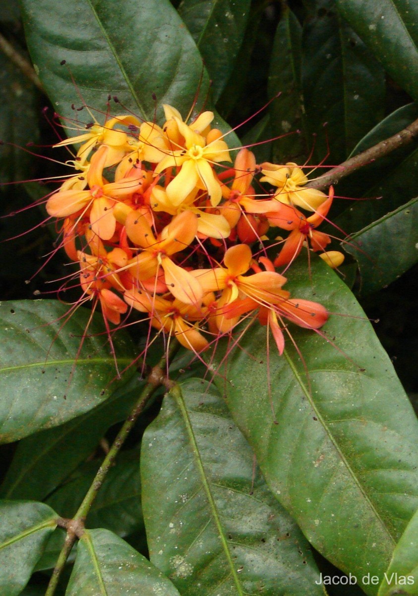 Saraca asoca (Roxb.) J.J.de Wilde